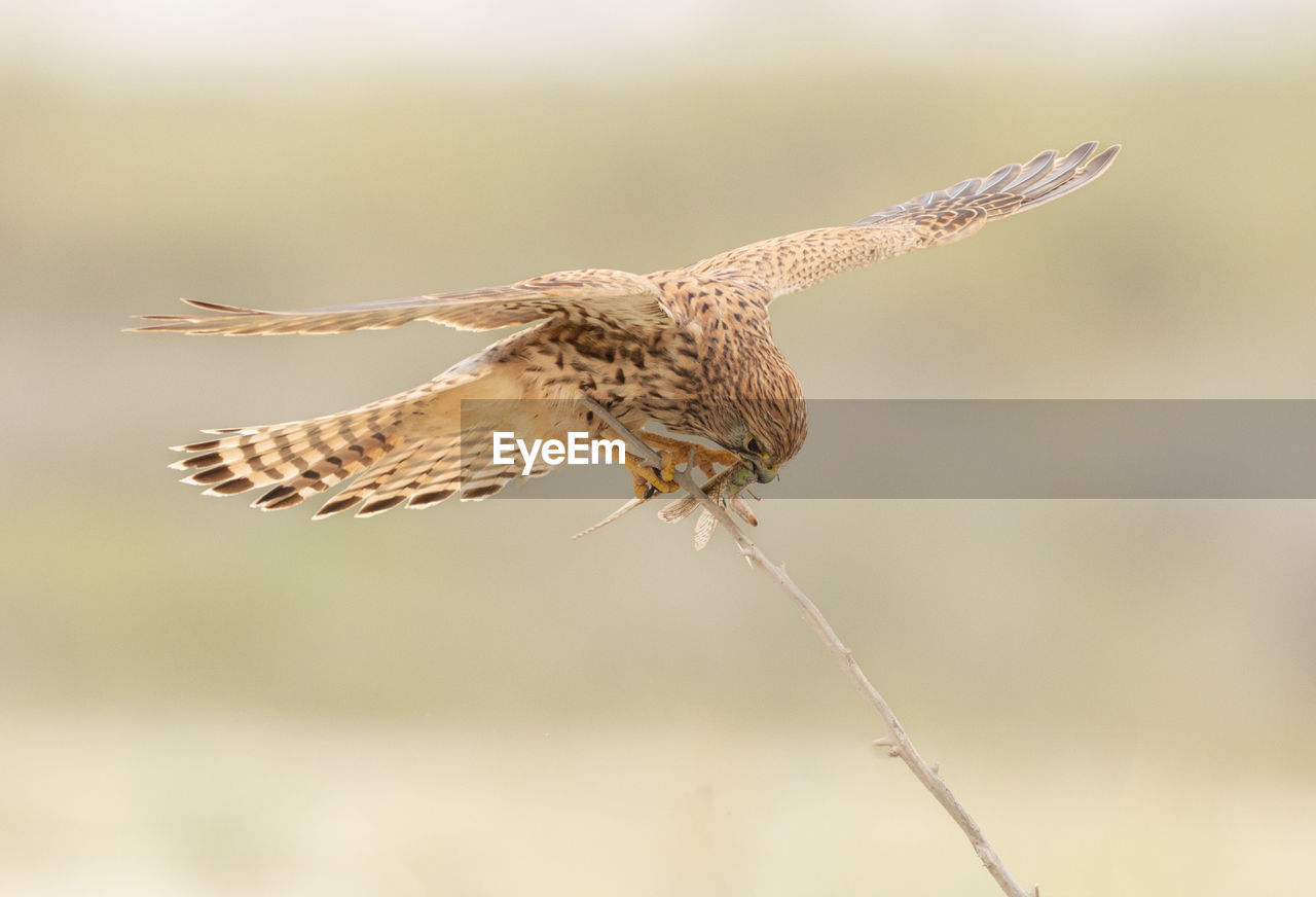 animal themes, animal, animal wildlife, wildlife, bird, one animal, flying, bird of prey, spread wings, close-up, focus on foreground, nature, beak, animal body part, no people, wing, animal wing, full length, outdoors, falcon - bird, beauty in nature, mid-air, macro photography, day, motion