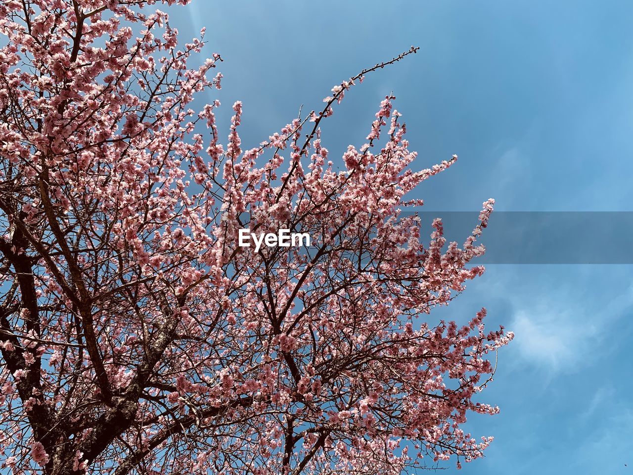 LOW ANGLE VIEW OF CHERRY BLOSSOM PLANT