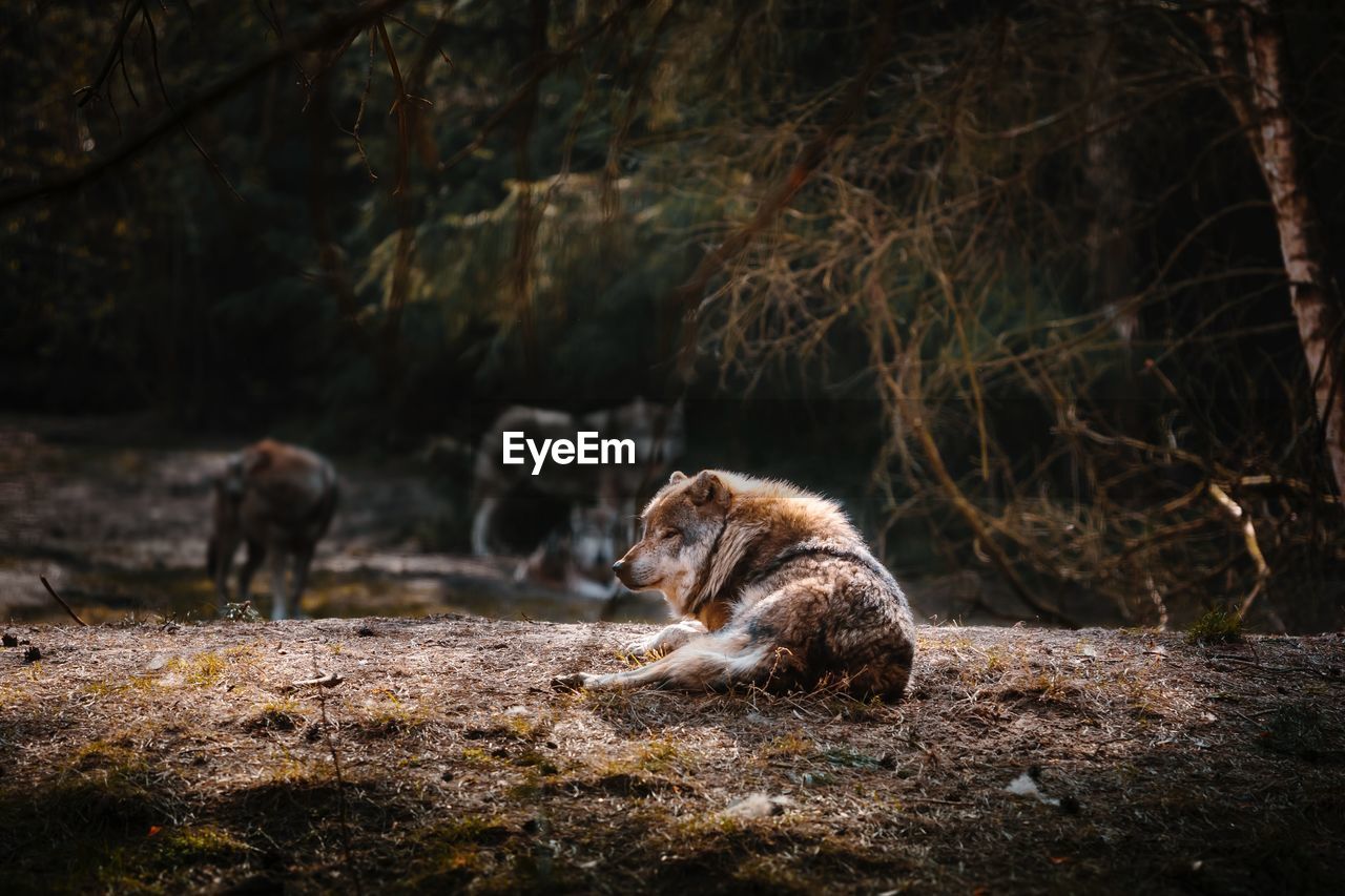 Wolf sitting on field in forest