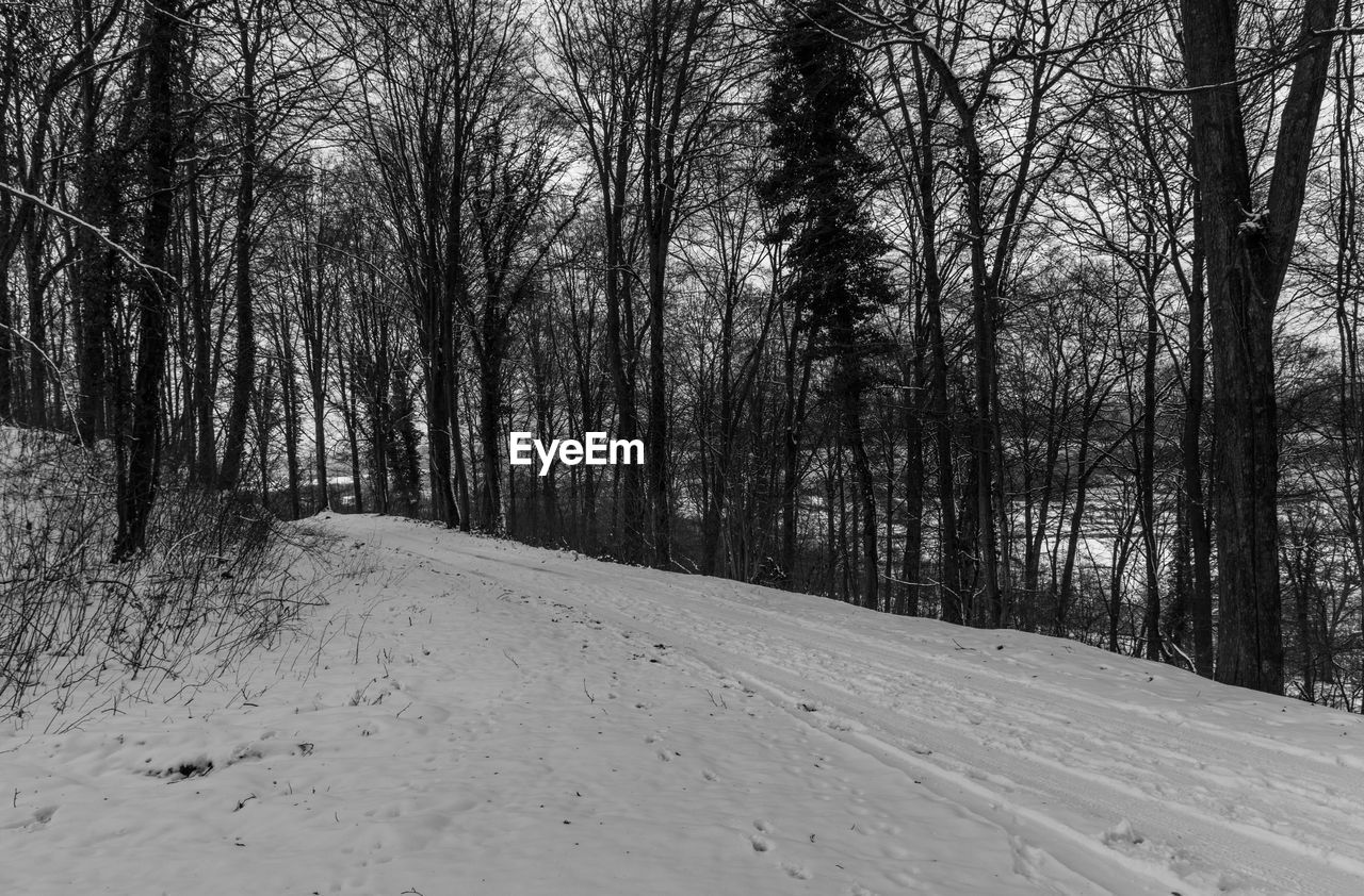 BARE TREES ON ROAD IN WINTER