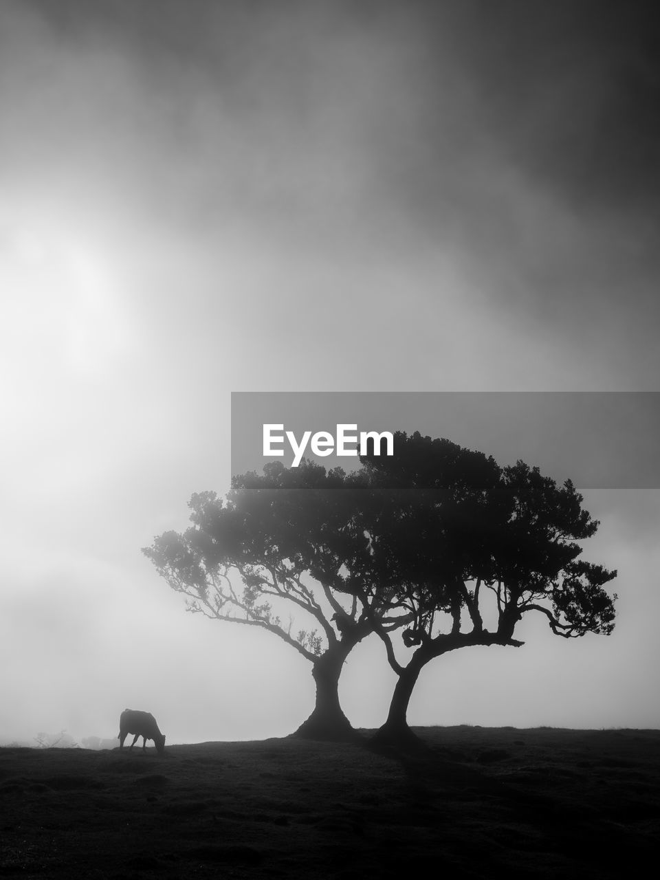 Silhouette of tree on field against sky