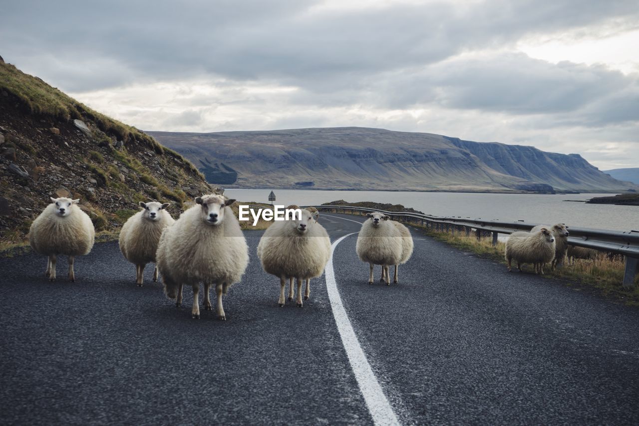 Flock of sheep standing on road against cloudy sky