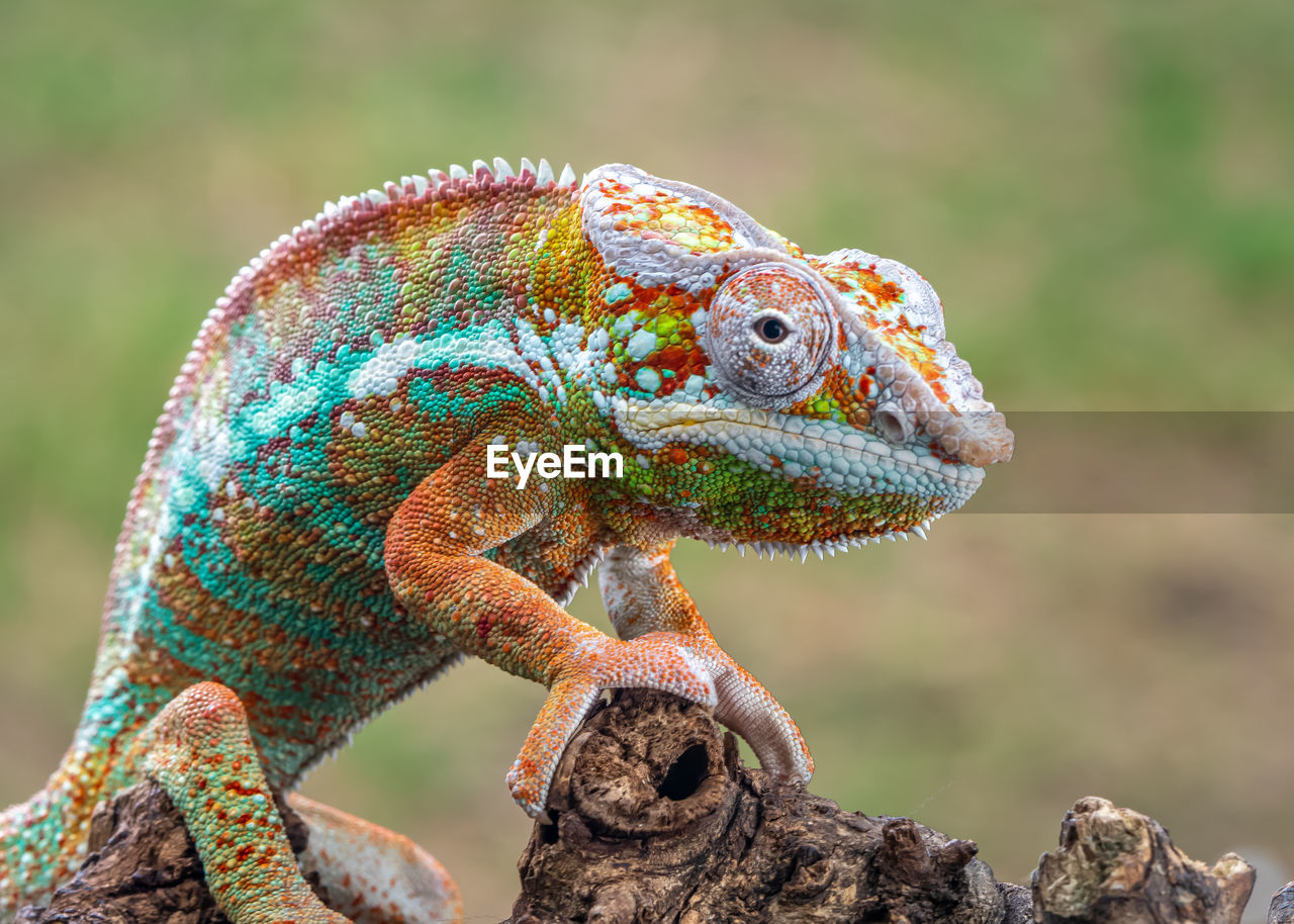 Close-up of lizard