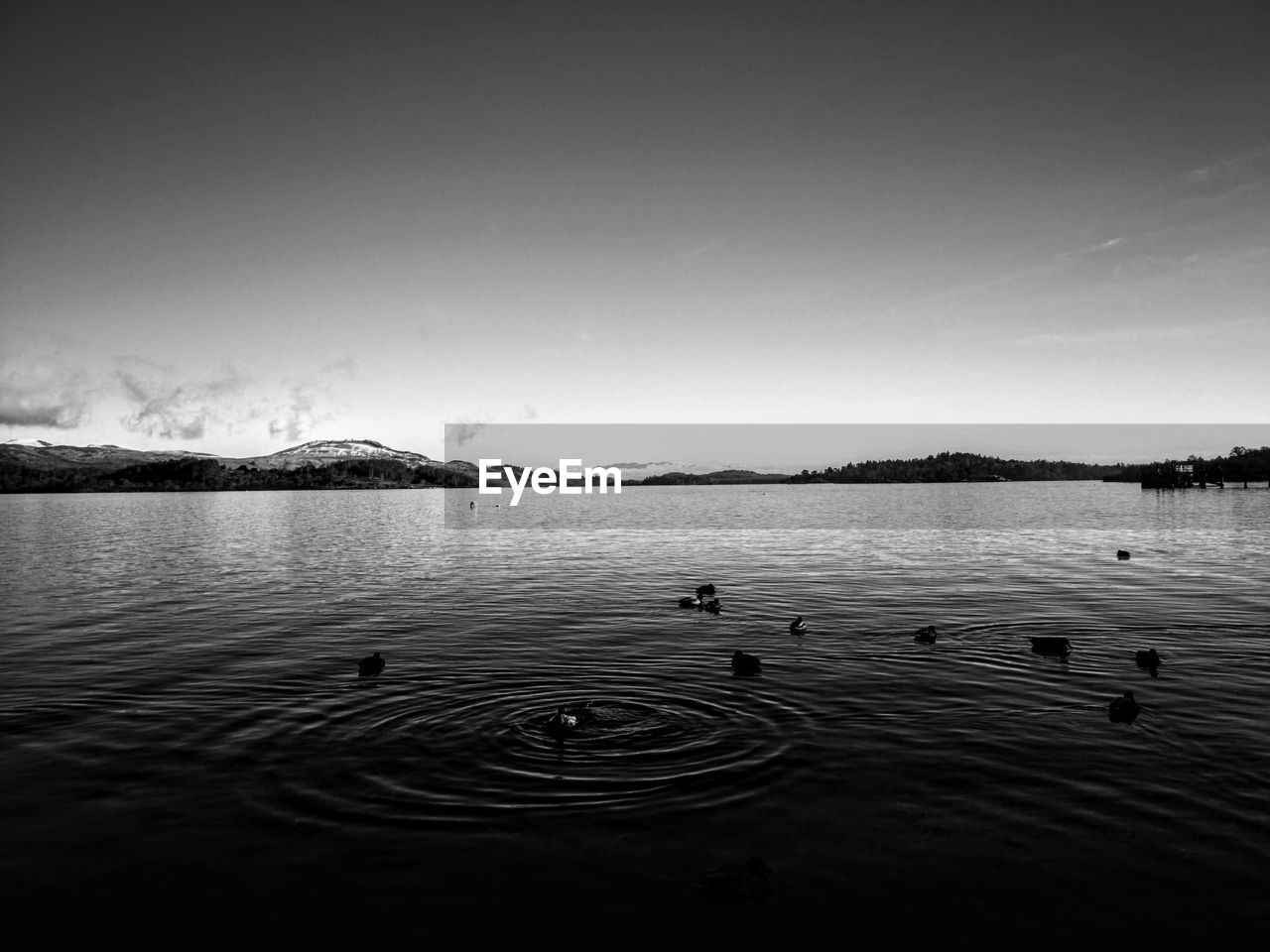 VIEW OF BIRDS IN LAKE