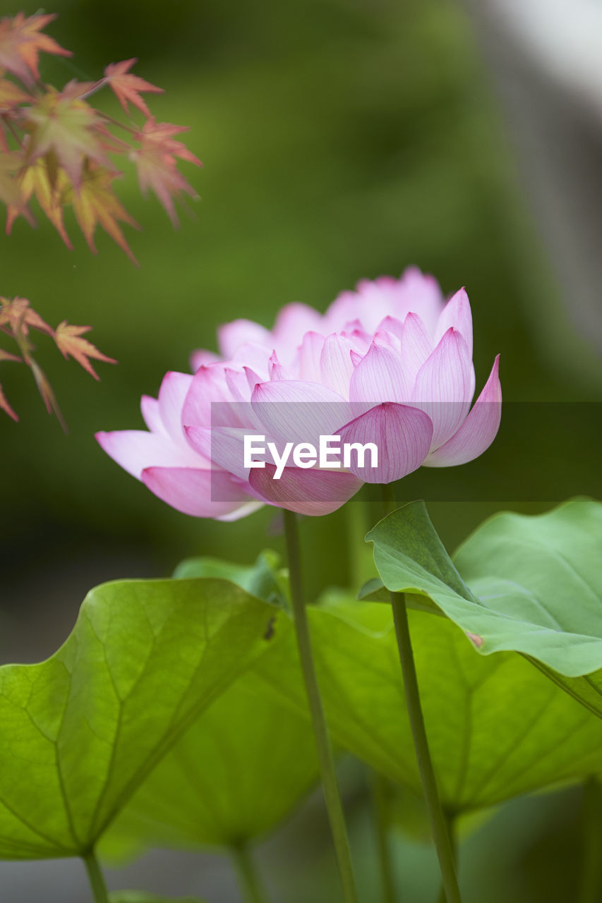 Close-up of pink lotus water lily