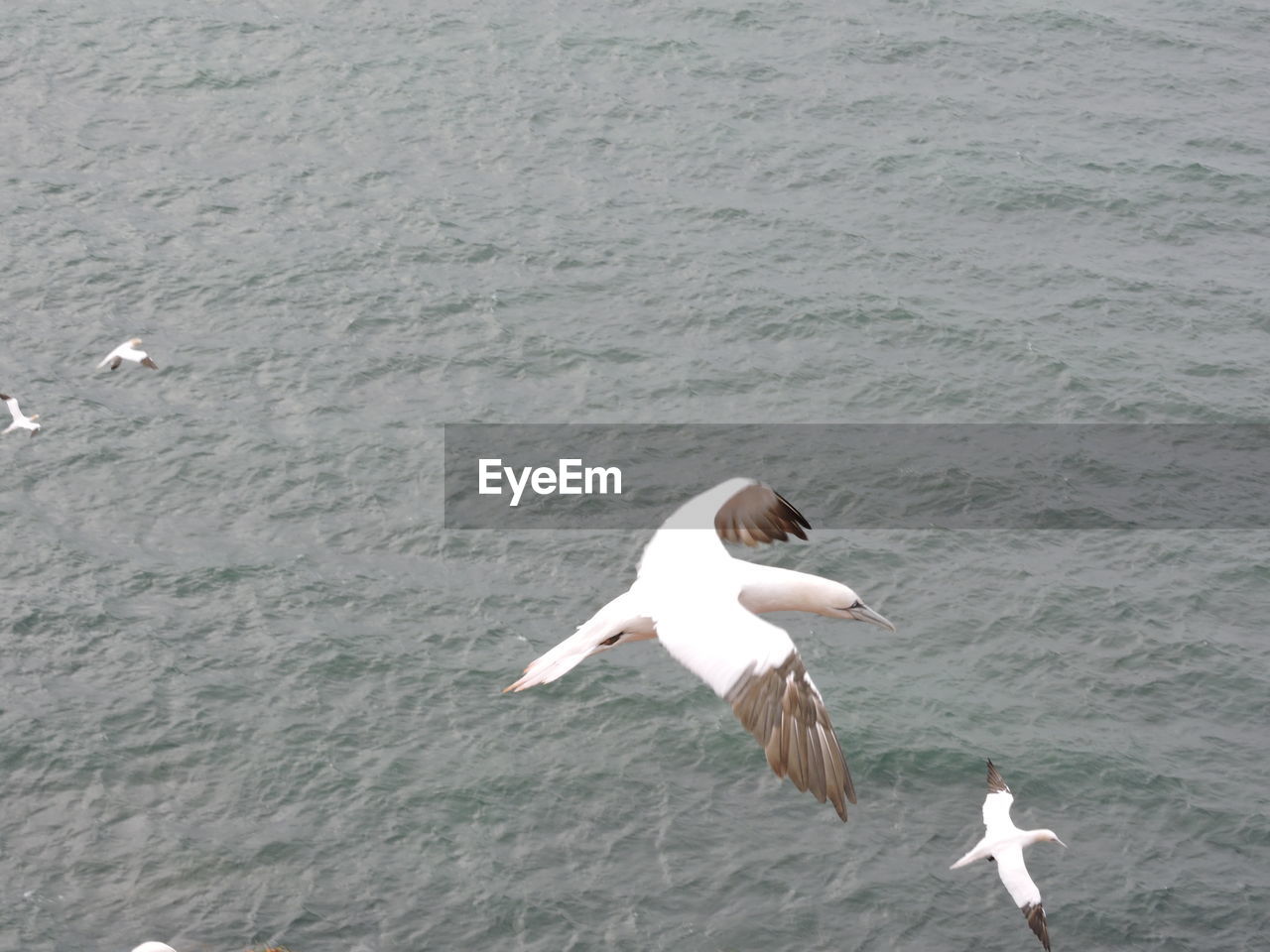 SIDE VIEW OF SEAGULL ON WATER