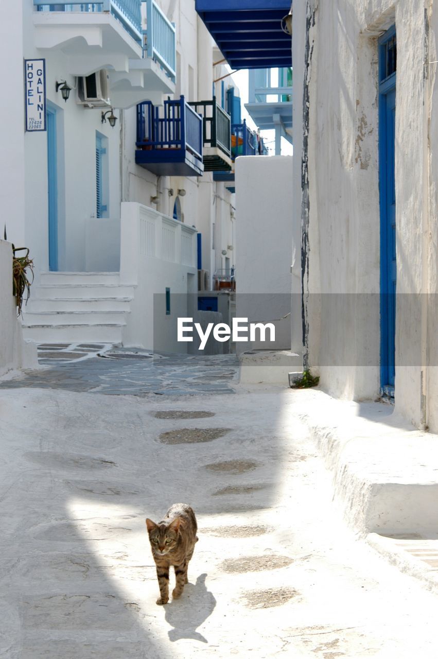 Cat living in mykonos town