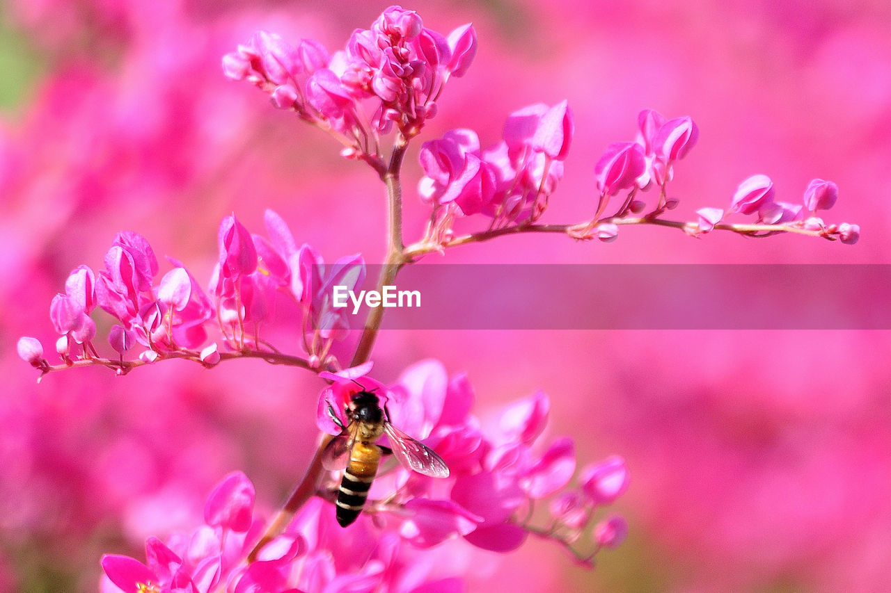 CLOSE-UP OF HONEY BEE POLLINATING FLOWER