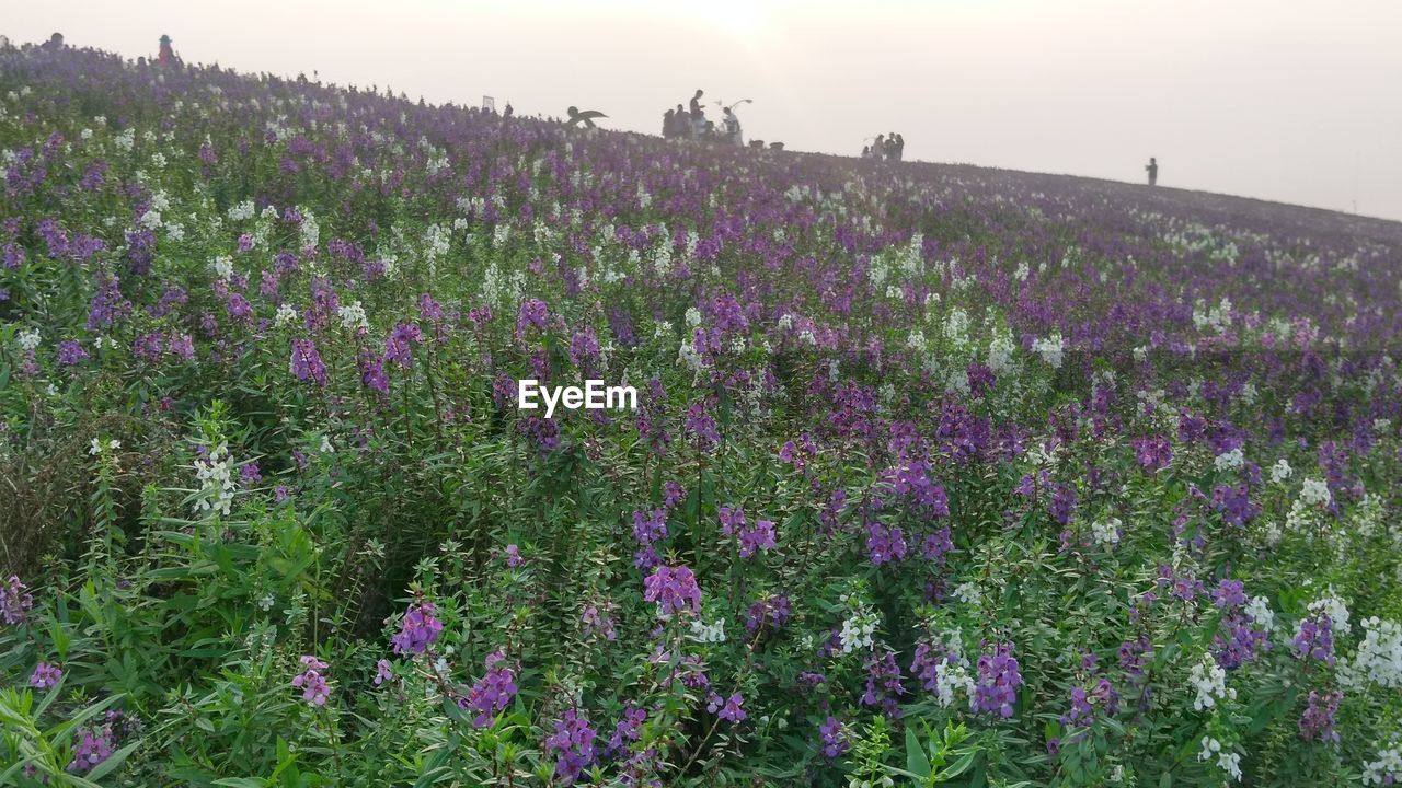 PURPLE FLOWERS BLOOMING ON FIELD