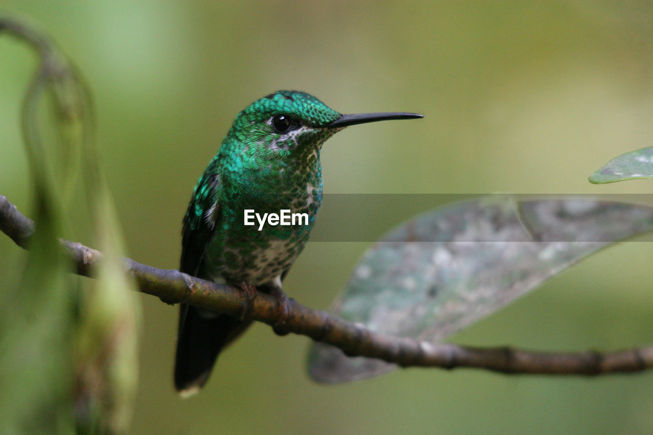 Green-crowned brilliant hummingbird perching on branch