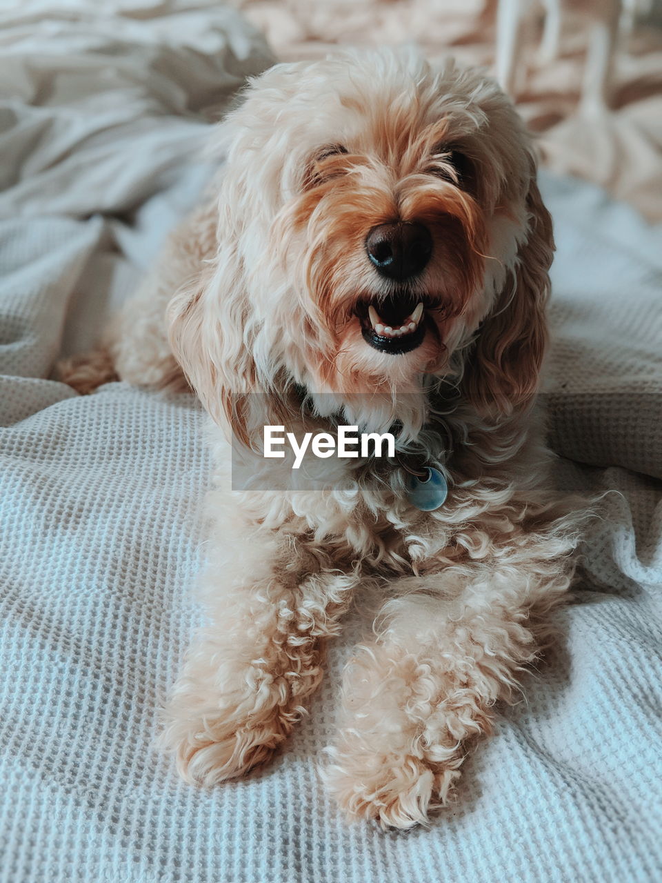 Close-up portrait of dog relaxing on bed at home