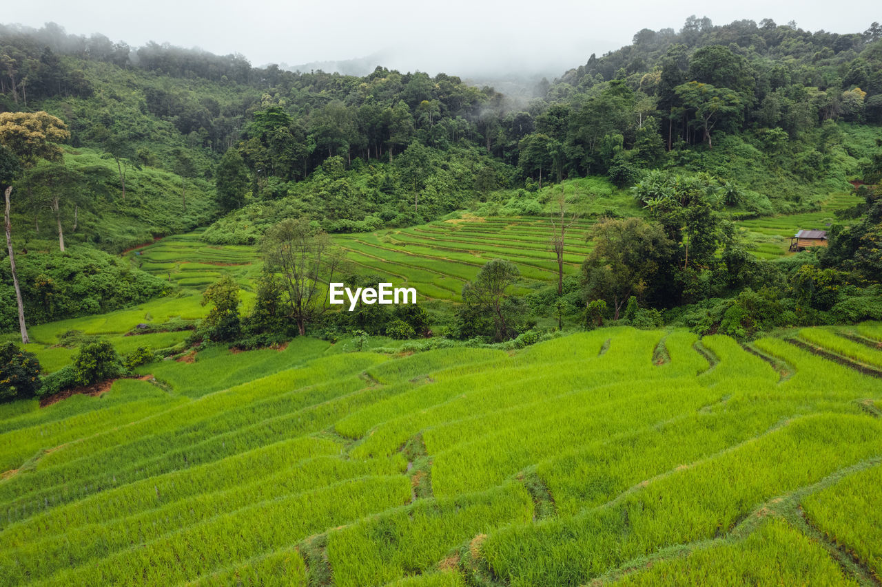 scenic view of agricultural field against cloudy sky