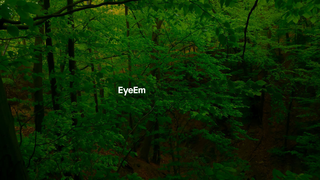 LUSH TREES IN FOREST