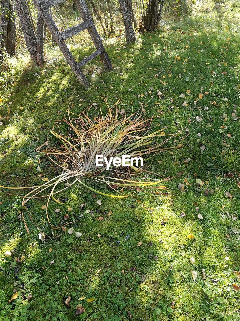 FULL FRAME SHOT OF TREE TRUNK