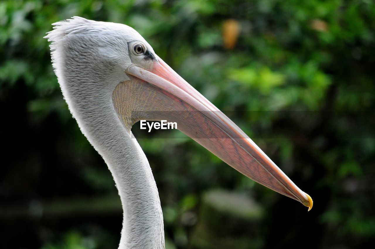 CLOSE-UP SIDE VIEW OF A BIRD