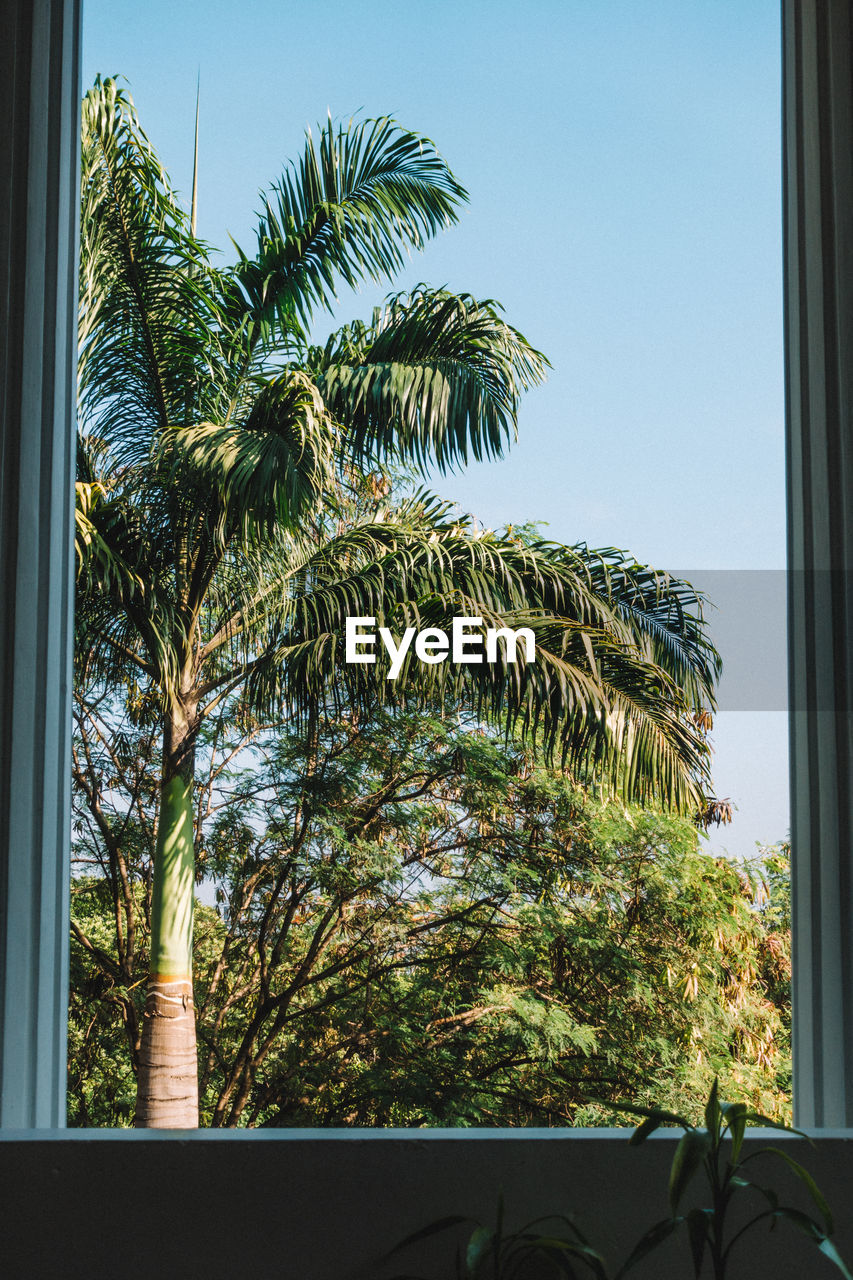 PALM TREES AGAINST CLEAR SKY