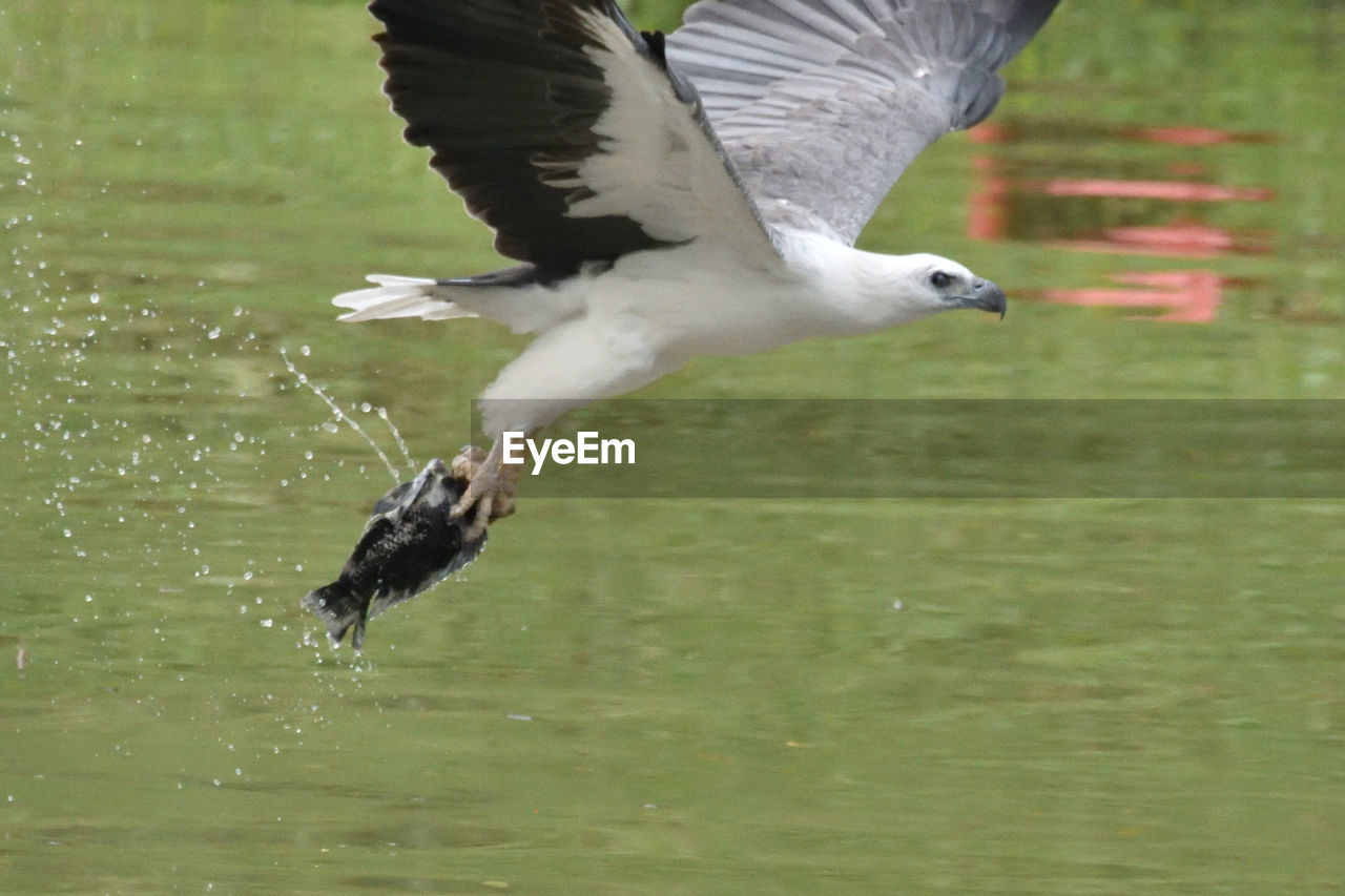 BIRD FLYING OVER LAKE