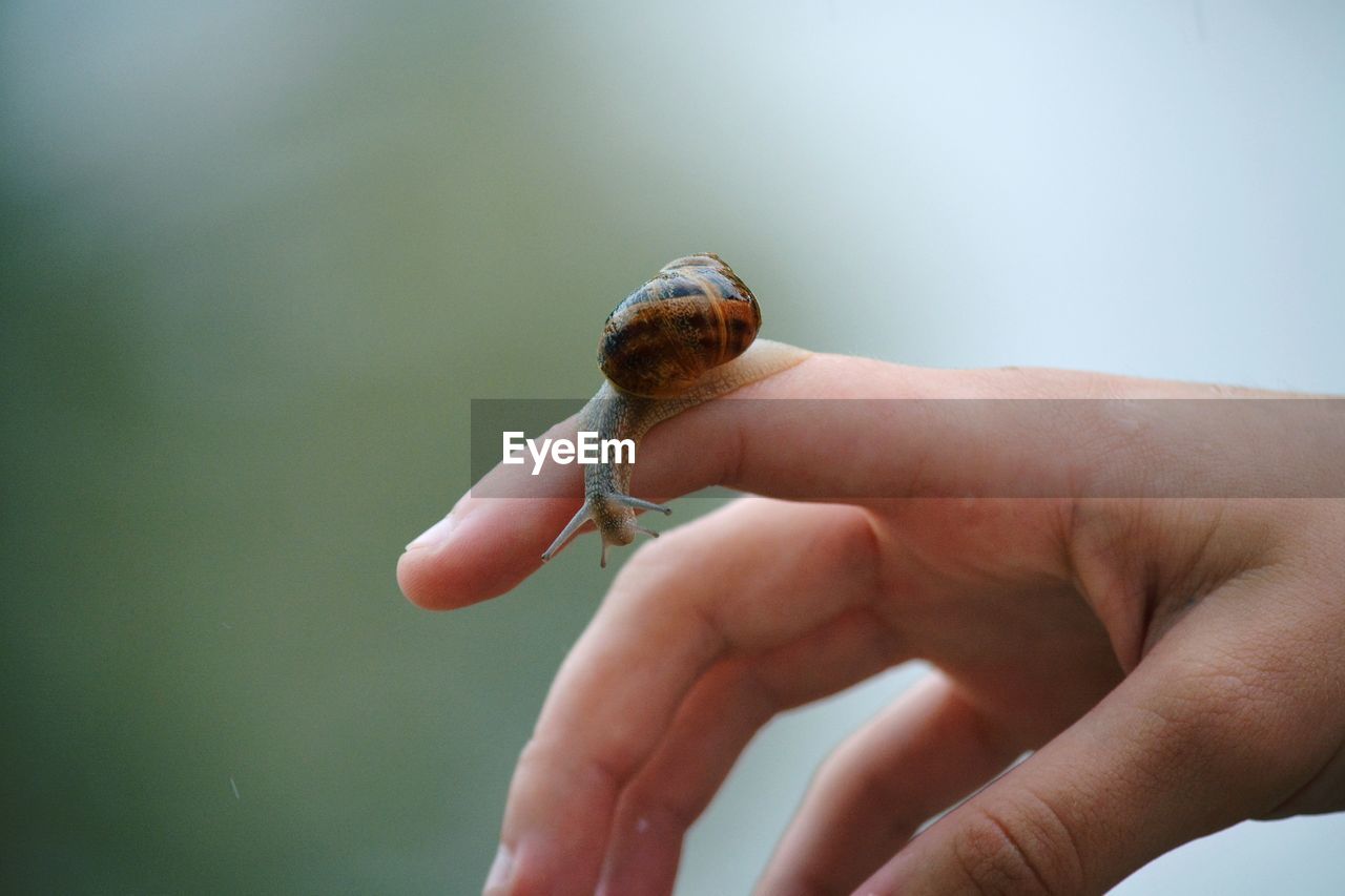 Close-up of a hand holding snail