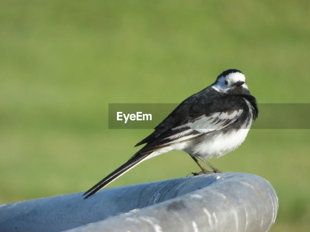 Close-up of bird perching on railing