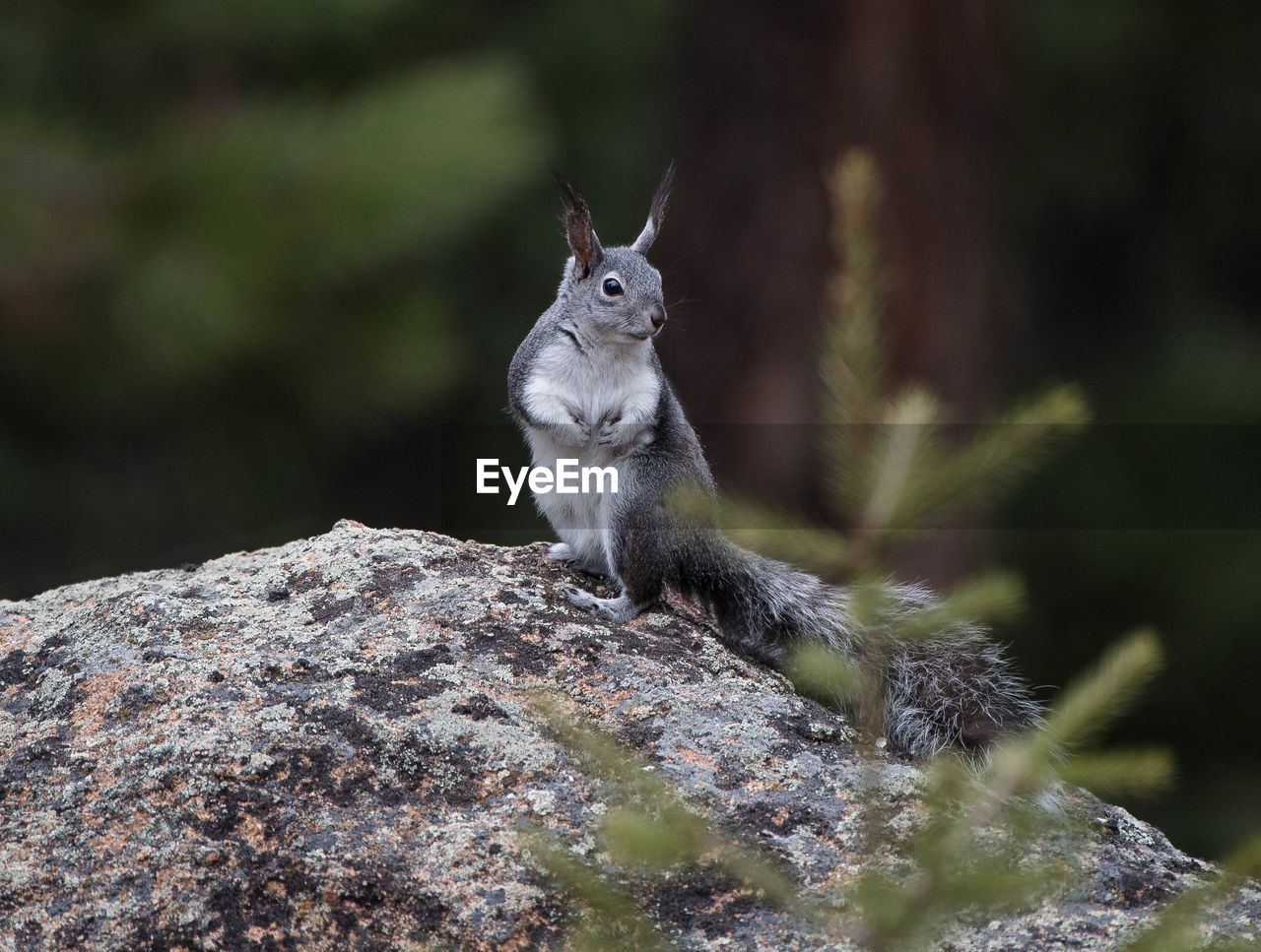 CLOSE-UP OF SQUIRREL ON TREE