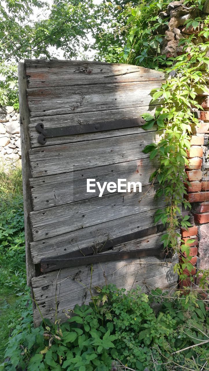 wood - material, plant, growth, day, no people, outdoors, nature, tree, leaf, grass, close-up