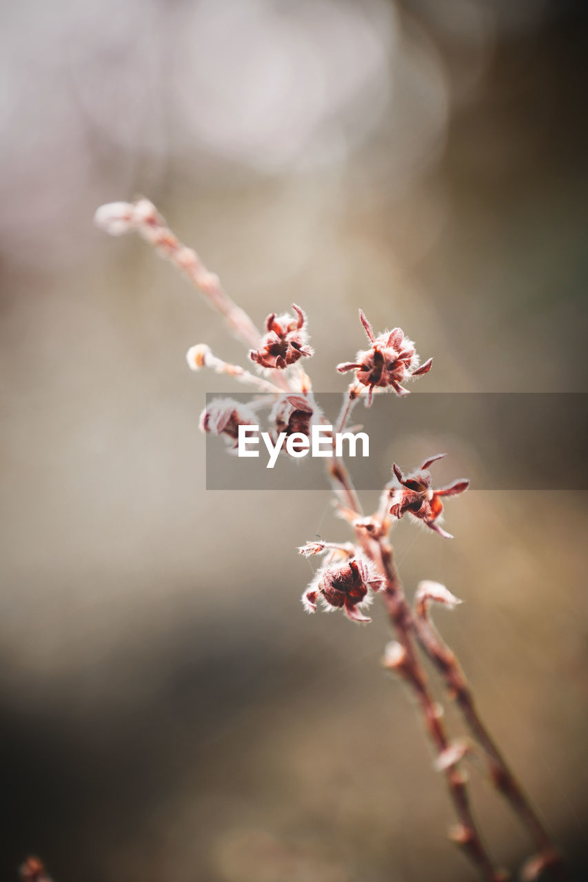 Beautiful Beautiful Nature Buds Flowers,Plants & Garden Growth Life Nature Plant Plants Beauty In Nature Blossom Blossoms  Bud Change Close-up Flower Flowers Garden Season  Selective Focus Spring Springtime Springtime Blossoms Wonderful Nature