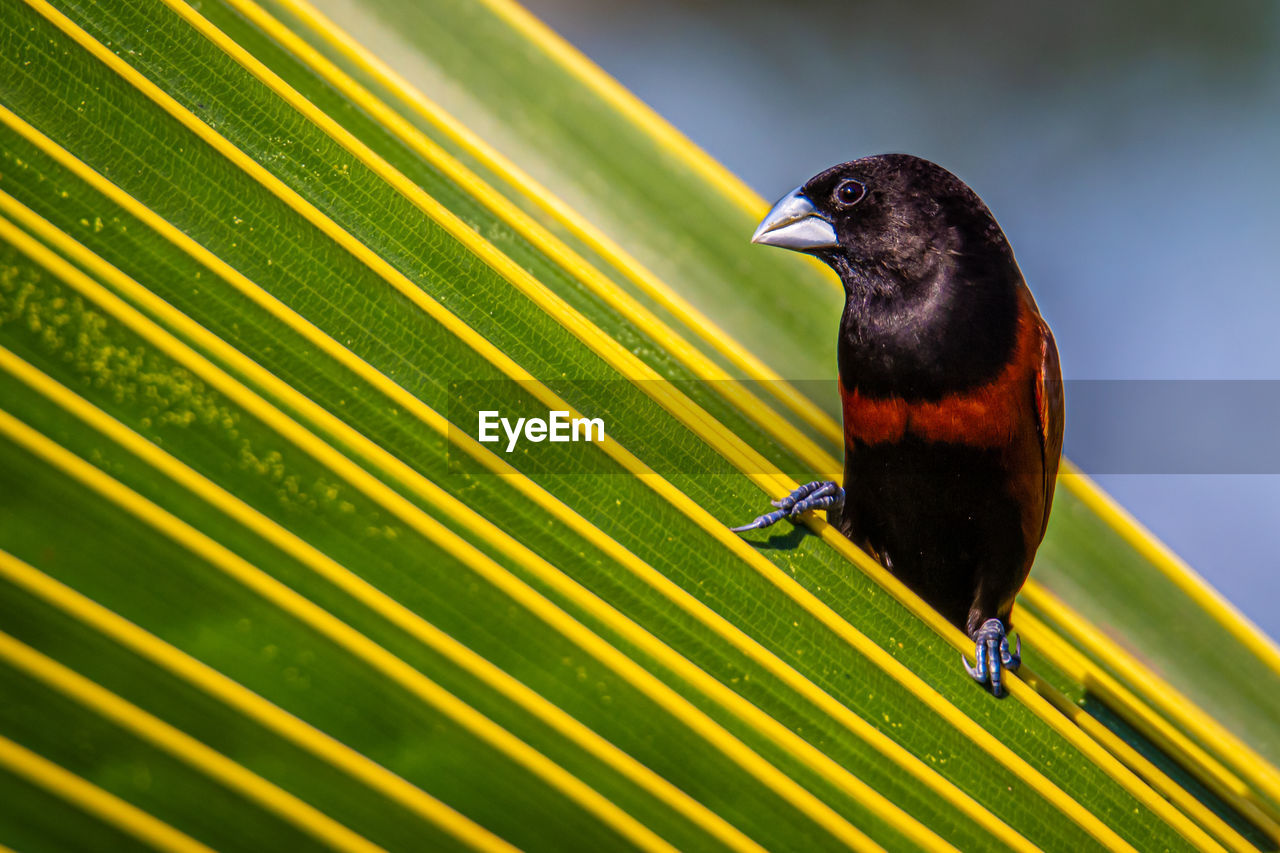 CLOSE-UP OF BIRD PERCHING