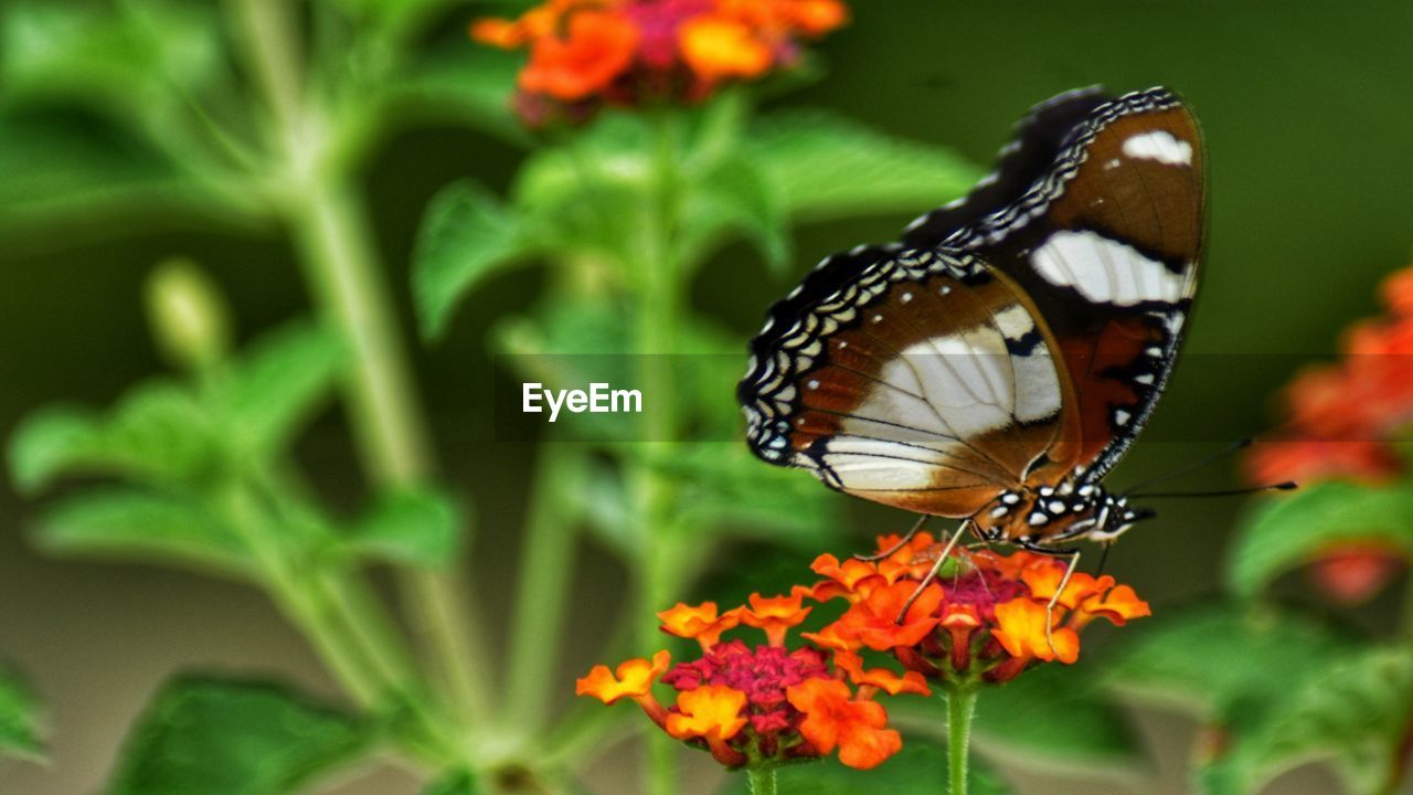 CLOSE-UP OF BUTTERFLY POLLINATING ON FRESH ORANGE FLOWER