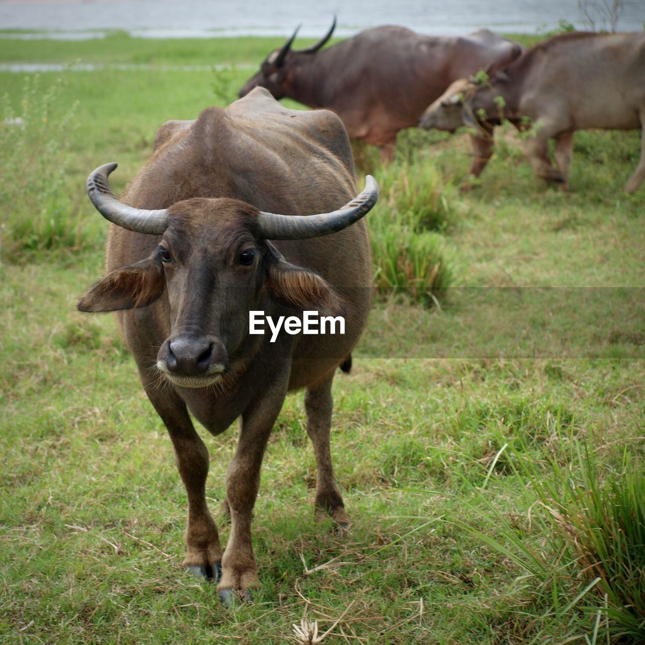 Portrait of buffalo on field