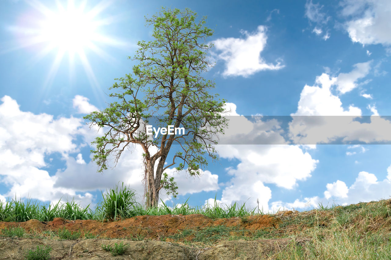 Green nature tree with colorful sun and sky background.