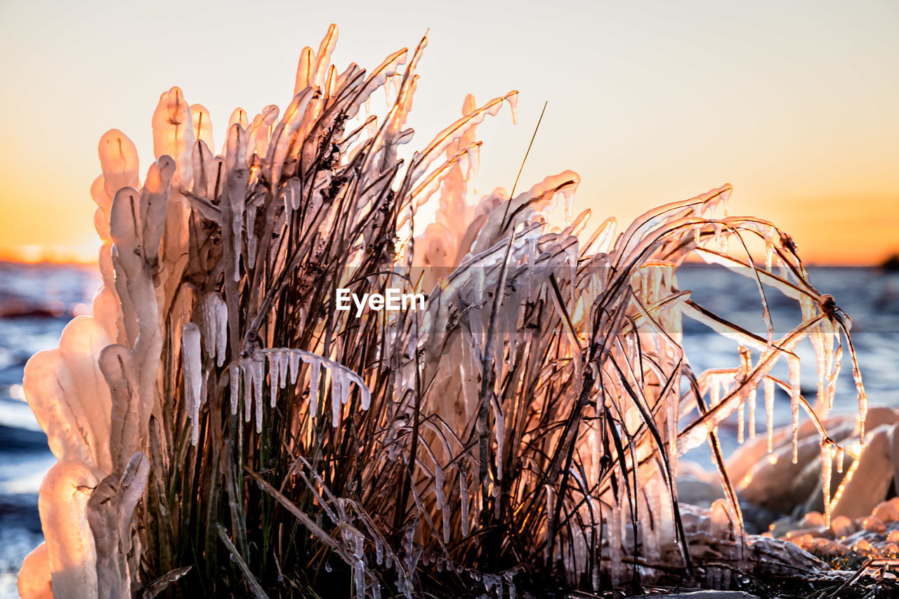 close-up of wheat growing on beach against sky during sunset