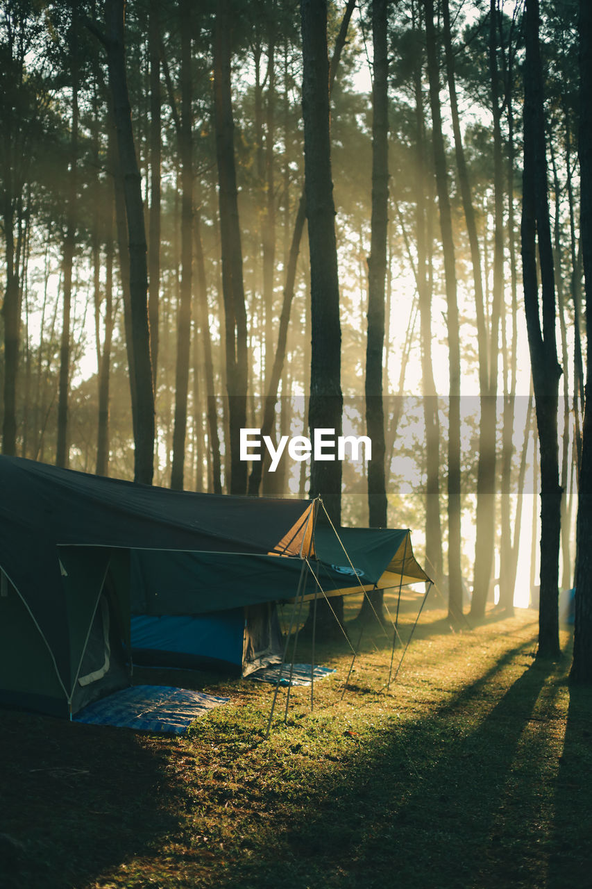 Boat in forest