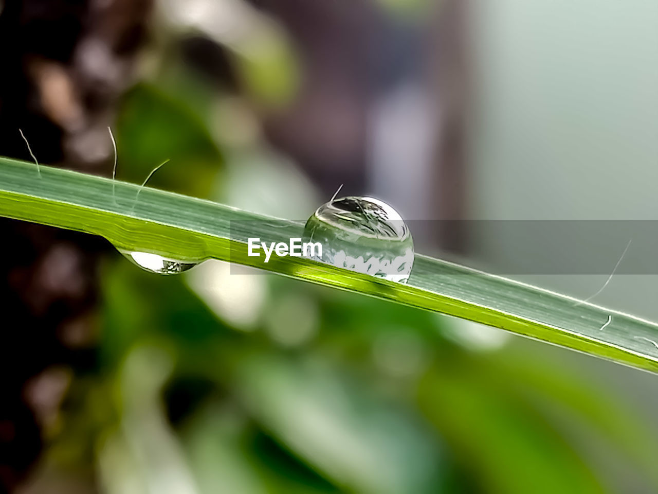 CLOSE-UP OF GREEN LEAF