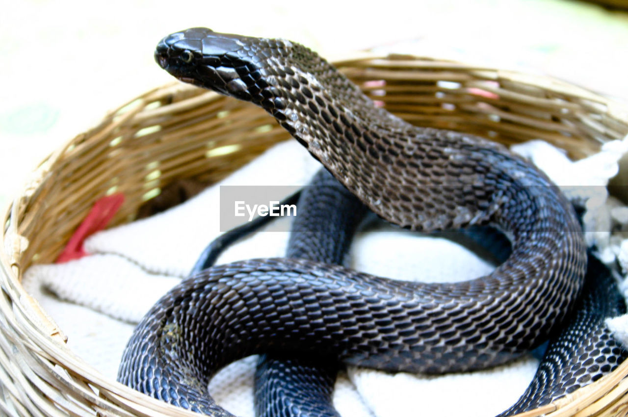 Close-up of snake in whicker basket