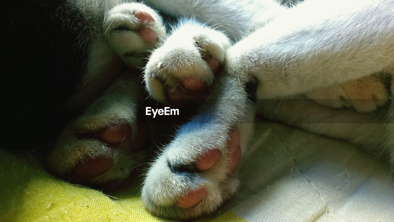 CLOSE-UP OF DOG SLEEPING IN BED