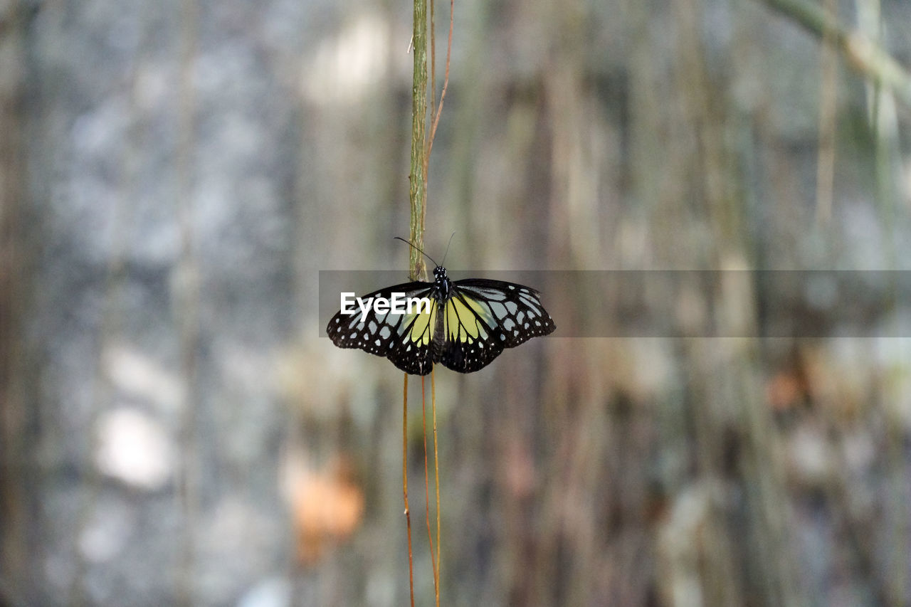 Butterfly on flower