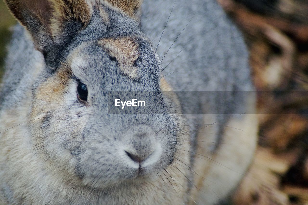 Close-up portrait of a bunny 