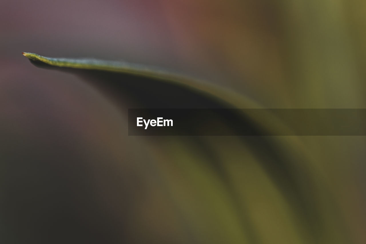 CLOSE-UP OF WATER DROPS ON PLANT