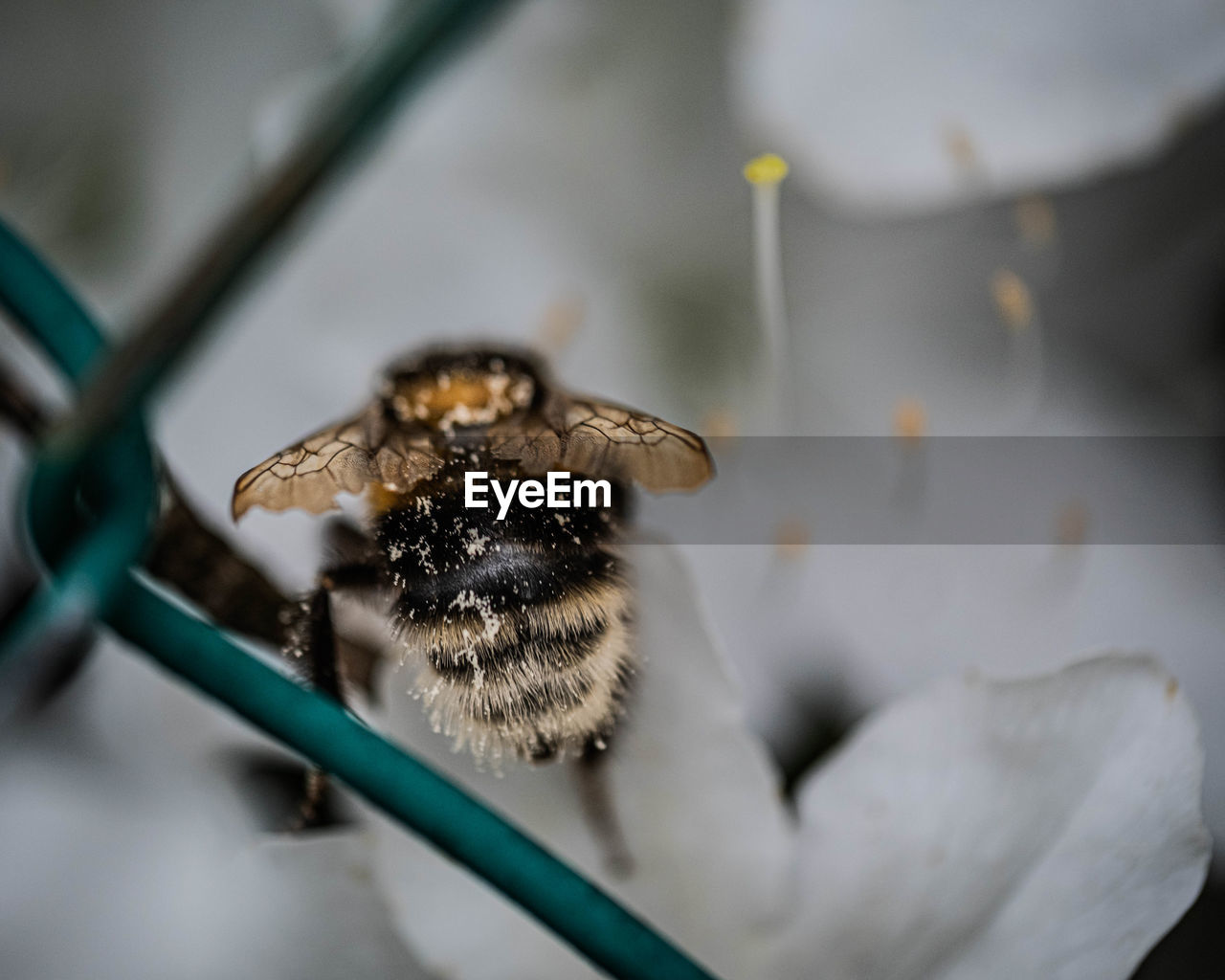 animal themes, macro photography, animal, close-up, one animal, bee, insect, animal wildlife, flower, wildlife, no people, animal body part, nature, honey bee, selective focus, focus on foreground, spider, beauty in nature
