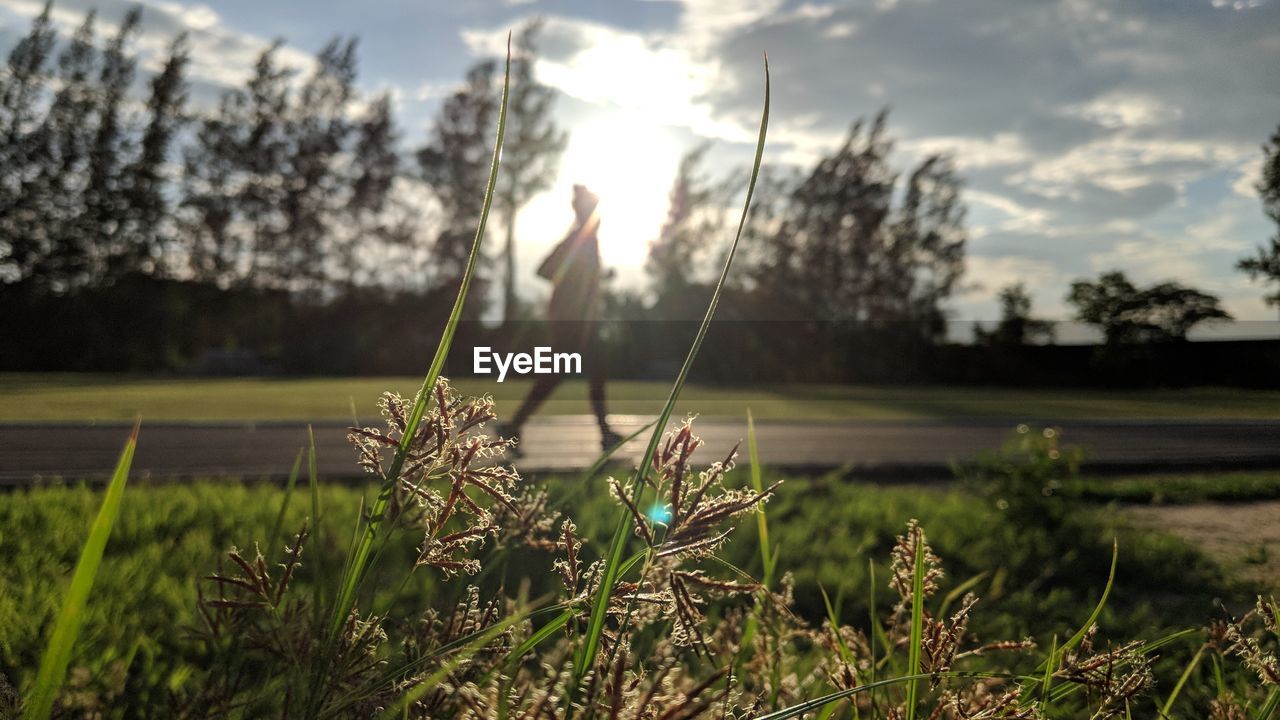 CLOSE-UP OF GRASS ON FIELD AGAINST SKY