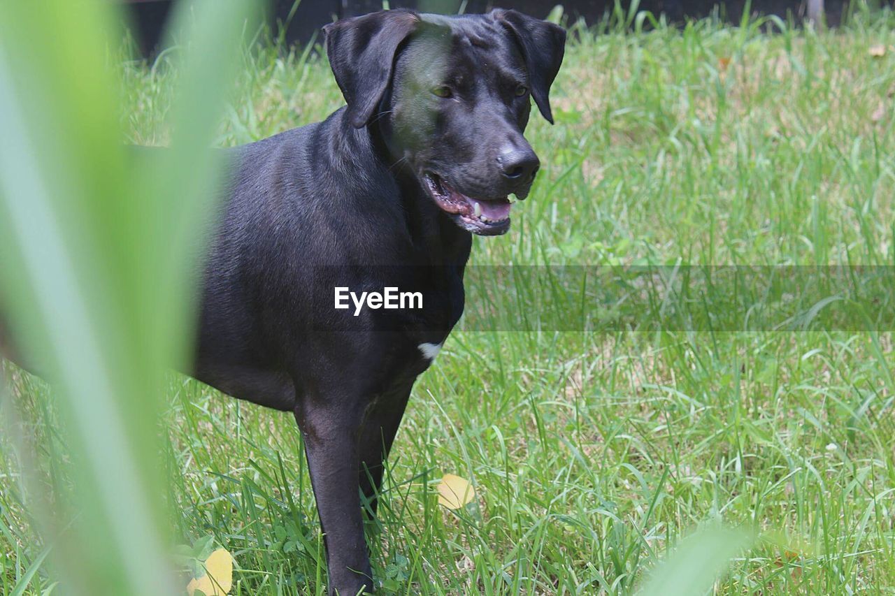 Black dog on field