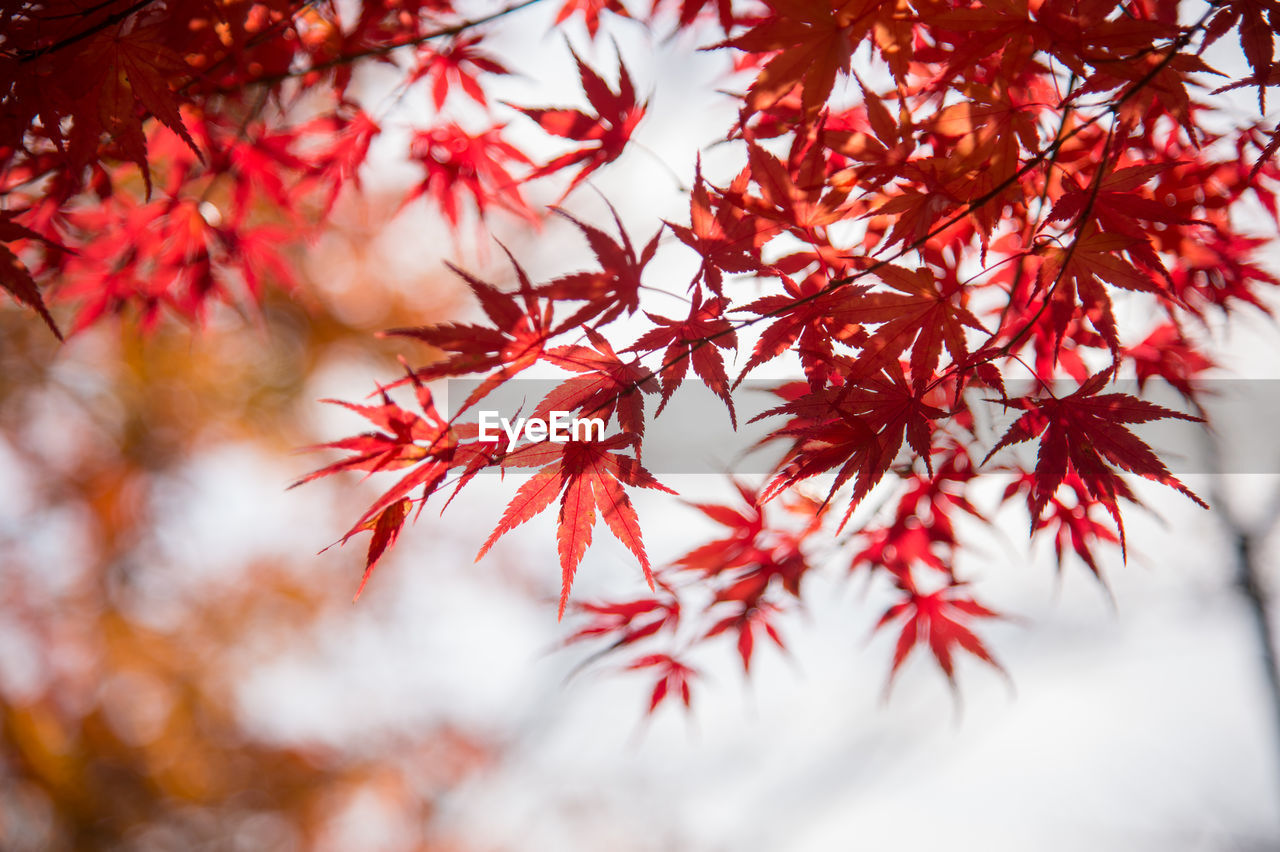 Autumn leafs of japanese maple in sunshine day.