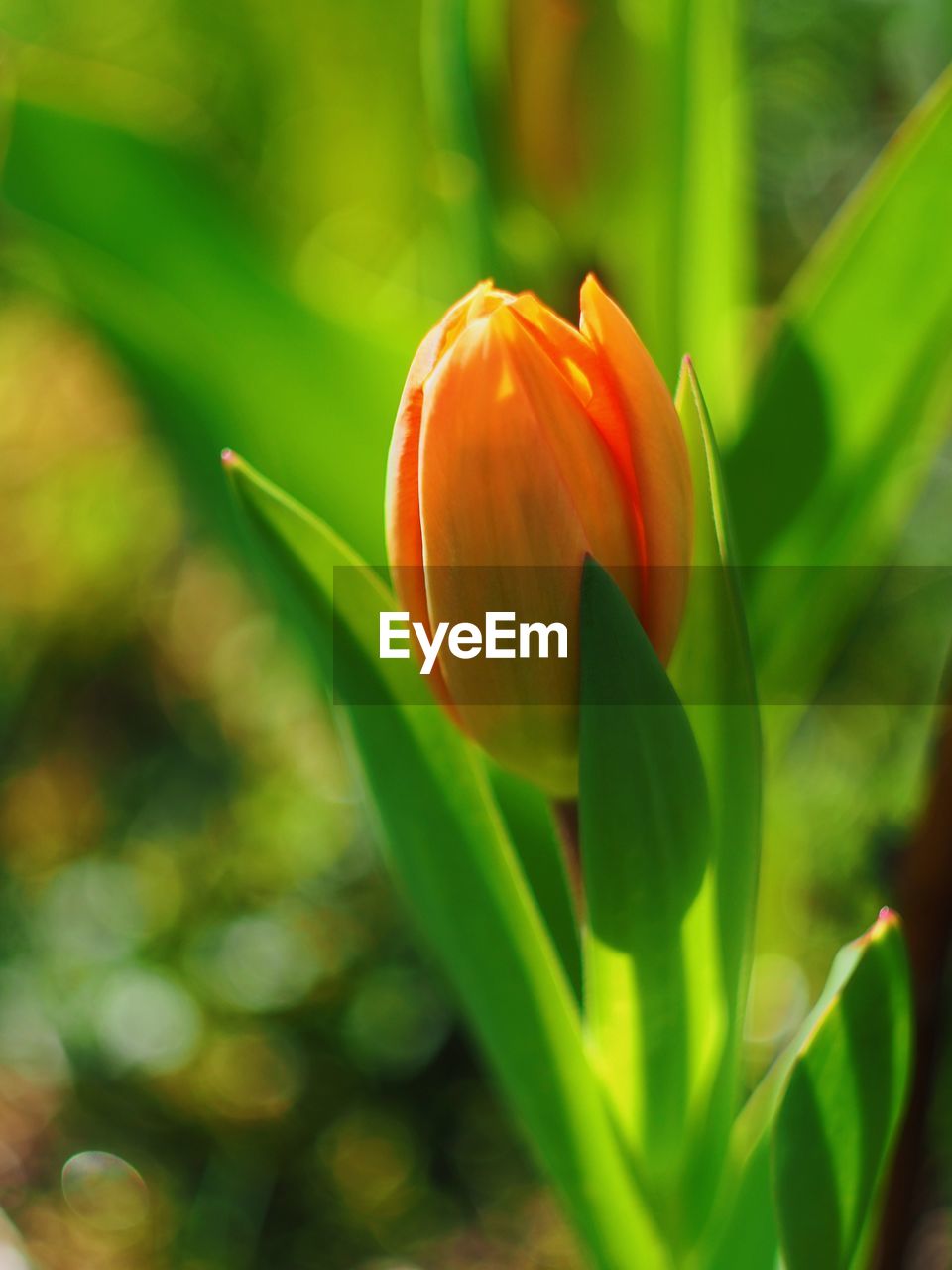 Close-up of fresh red flower buds