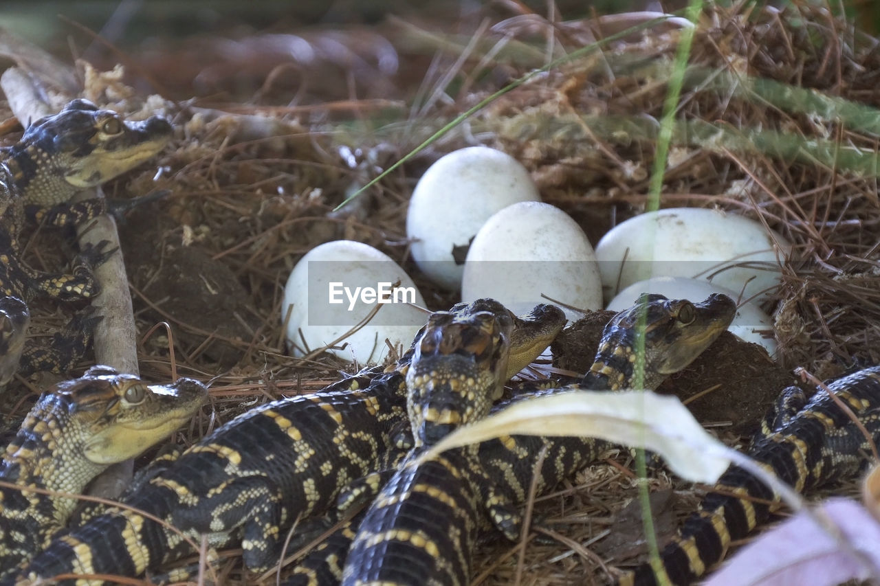 Newborn alligator near the egg laying in the nest. little baby crocodiles are hatching from eggs. 
