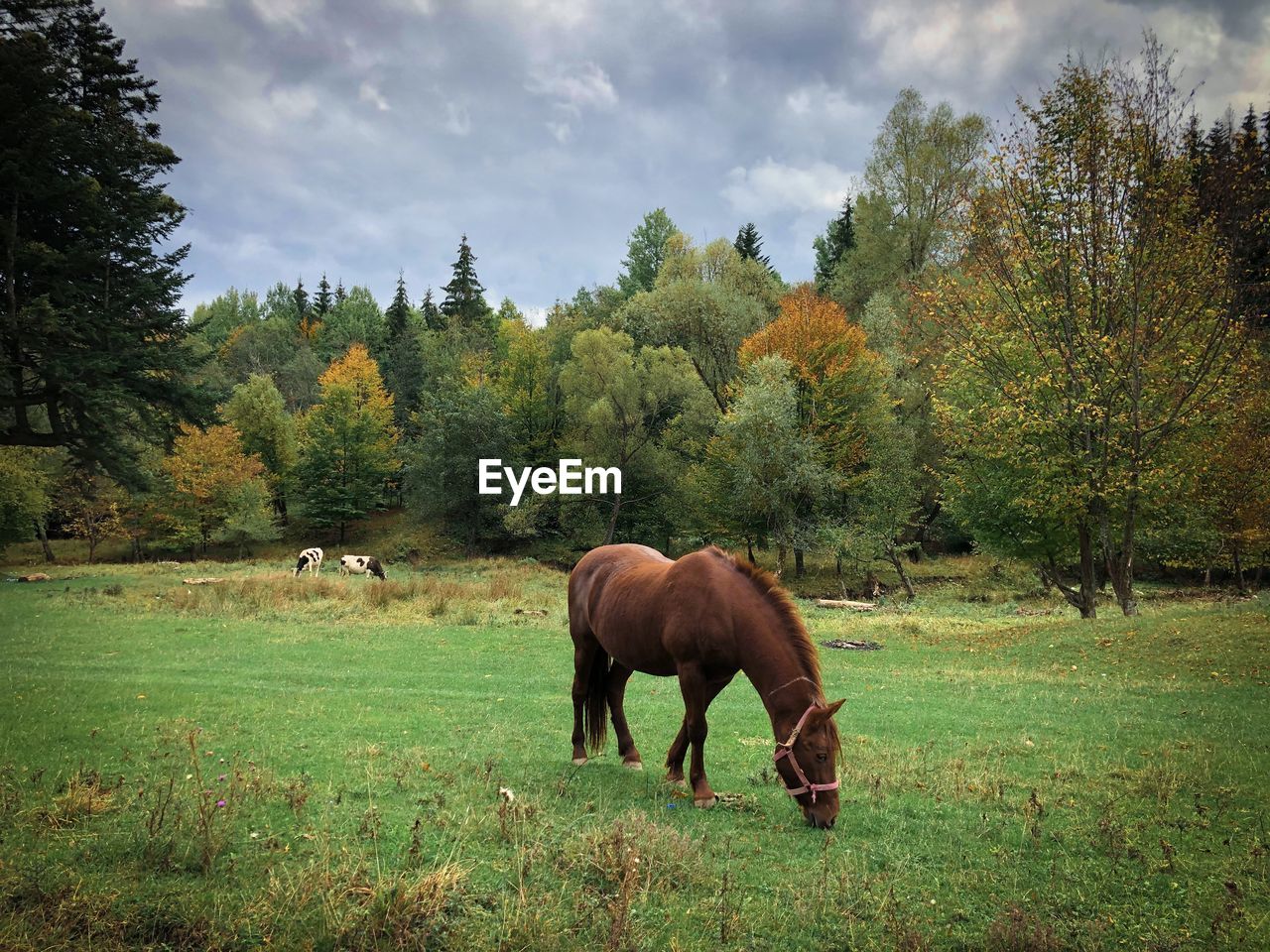 Brown horse grazing in the forest in autumn on a cloudy day