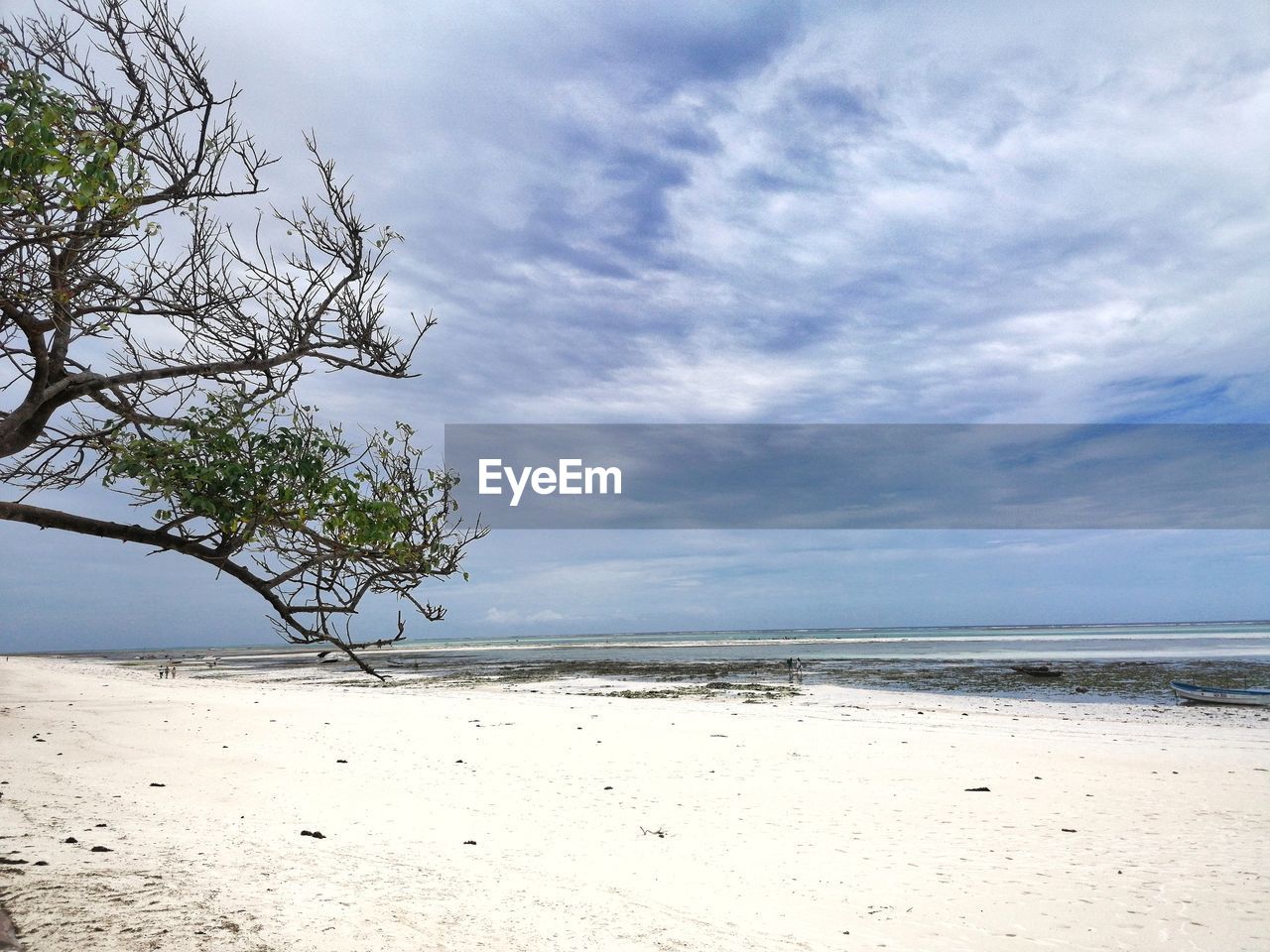 TREE ON BEACH AGAINST SKY