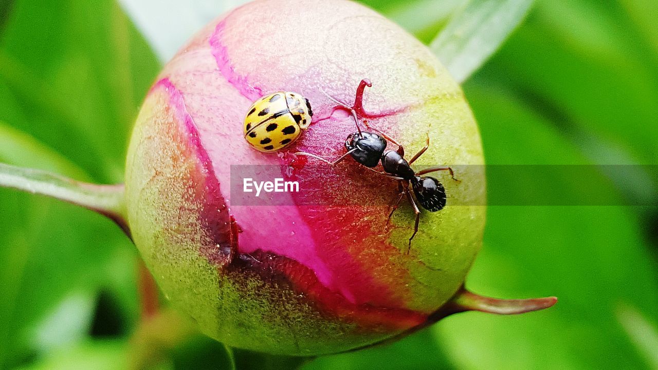 CLOSE-UP OF LADYBUG ON FLOWER