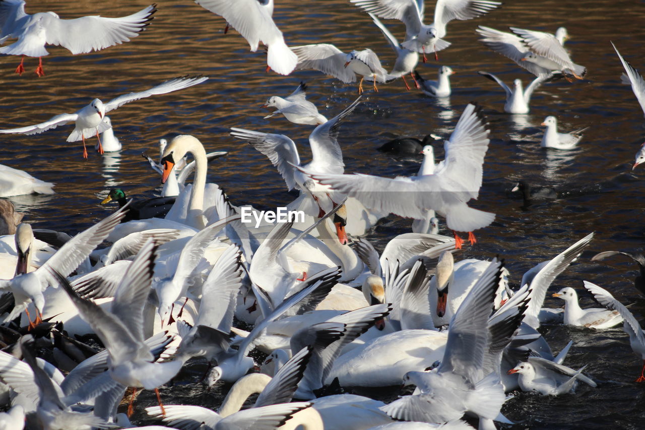 High angle view of seagulls flying over lake