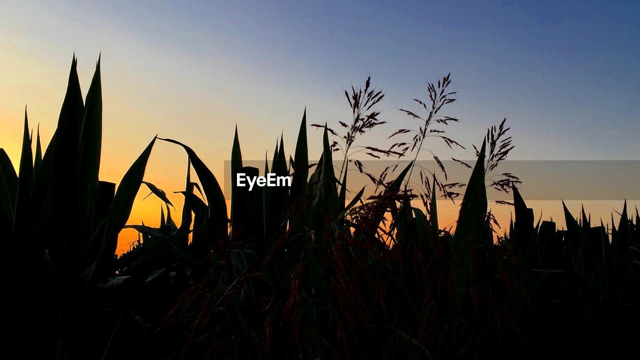 SILHOUETTE PLANTS ON FIELD AGAINST SKY DURING SUNSET