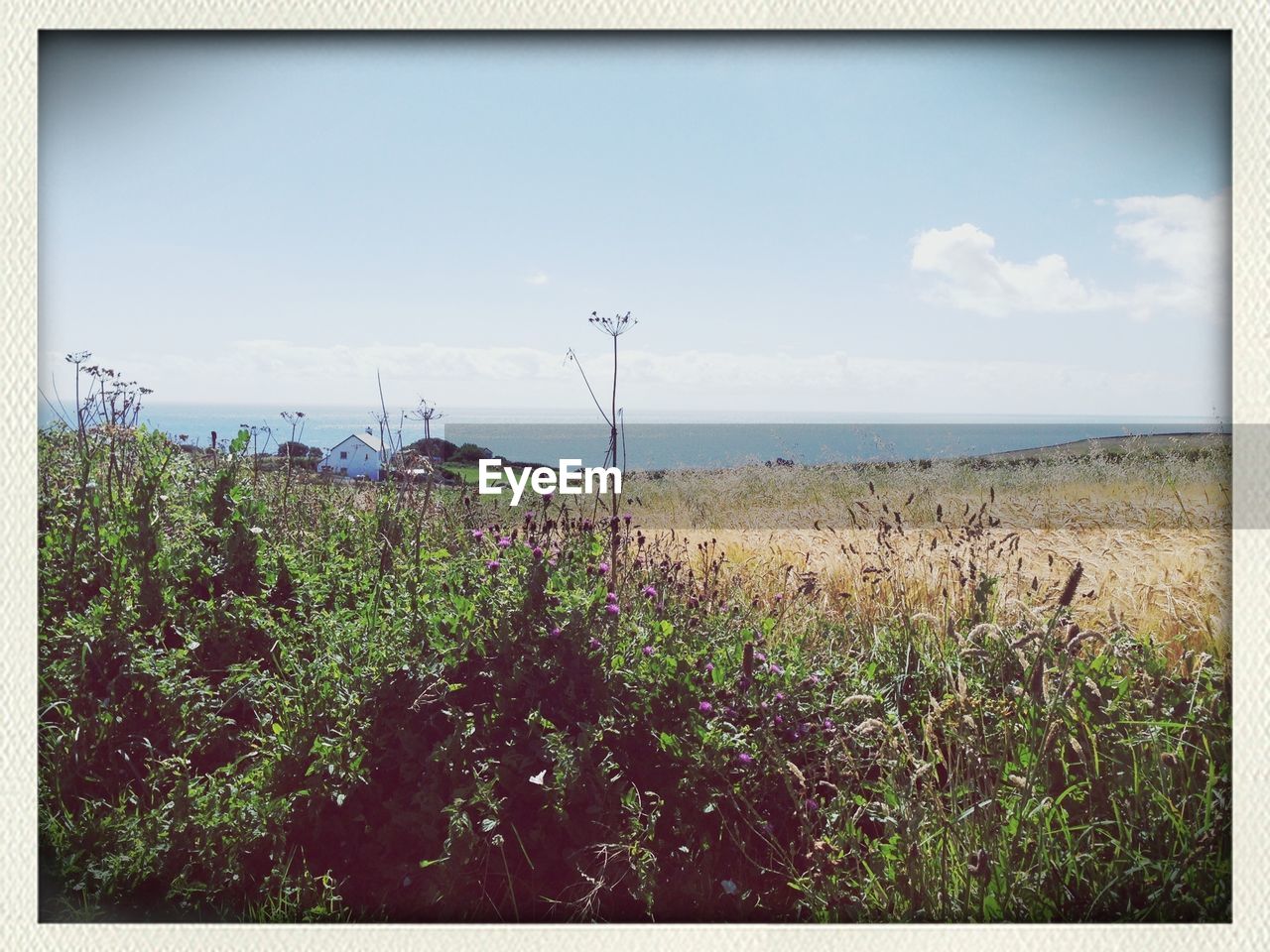 Plants growing on field against sky